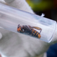 Image for article titled What Are the Murder Hornets Trying to Tell Us?